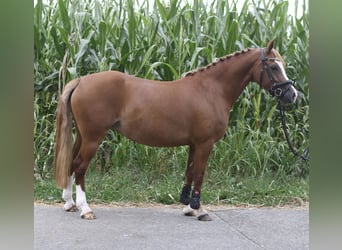 Belgisches Reitpony, Stute, 6 Jahre, 135 cm, Dunkelfuchs