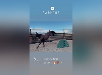 Belgisches Reitpony, Stute, 6 Jahre, 147 cm, Rappe