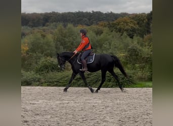 Belgisches Reitpony, Stute, 6 Jahre, 147 cm, Rappe