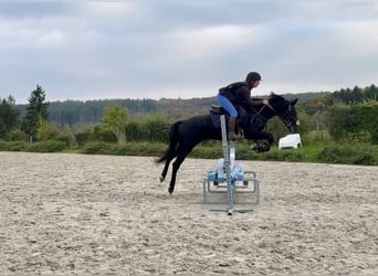 Belgisches Reitpony, Stute, 6 Jahre, 147 cm, Rappe