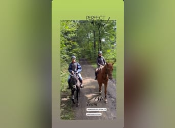 Belgisches Reitpony, Stute, 6 Jahre, 147 cm, Rappe