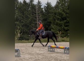Belgisches Reitpony, Stute, 6 Jahre, 147 cm, Rappe