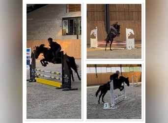 Belgisches Reitpony, Stute, 6 Jahre, 147 cm, Rappe