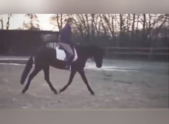 Belgisches Reitpony, Stute, 6 Jahre, 147 cm, Rappe