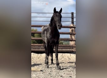 Belgisches Reitpony, Stute, 6 Jahre, 148 cm, Rappe