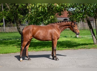 Belgisches Reitpony, Stute, 6 Jahre, 149 cm, Brauner