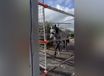 Belgisches Reitpony, Stute, 7 Jahre, 143 cm, Apfelschimmel