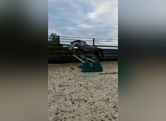 Belgisches Reitpony, Stute, 7 Jahre, 143 cm, Apfelschimmel