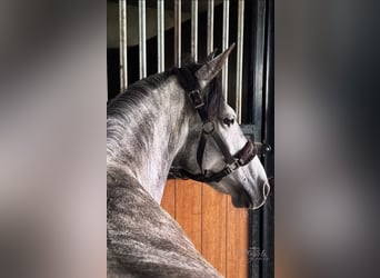 Belgisches Reitpony, Stute, 7 Jahre, 143 cm, Apfelschimmel