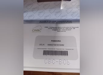 Belgisches Reitpony, Stute, 7 Jahre, 144 cm, Fuchs