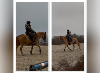 Belgisches Reitpony, Stute, 7 Jahre, 145 cm, Fuchs