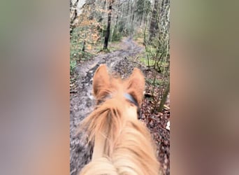 Belgisches Reitpony, Stute, 7 Jahre, 145 cm, Fuchs