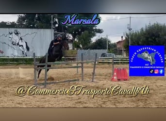 Belgisches Reitpony Mix, Stute, 7 Jahre, 148 cm, Brauner