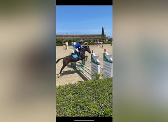 Belgisches Reitpony Mix, Stute, 7 Jahre, 148 cm, Brauner