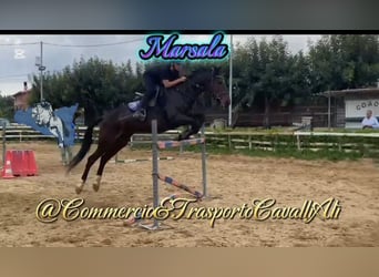 Belgisches Reitpony Mix, Stute, 7 Jahre, 148 cm, Brauner