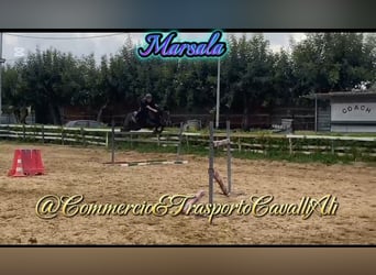 Belgisches Reitpony Mix, Stute, 7 Jahre, 148 cm, Brauner