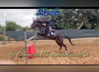 Belgisches Reitpony Mix, Stute, 7 Jahre, 148 cm, Brauner
