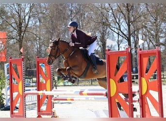 Belgisches Reitpony, Stute, 7 Jahre, 148 cm, Brauner