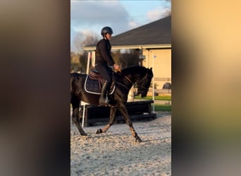 Belgisches Reitpony, Stute, 7 Jahre, 148 cm, Rappe