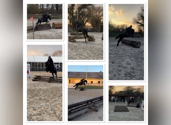 Belgisches Reitpony, Stute, 7 Jahre, 148 cm, Rappe