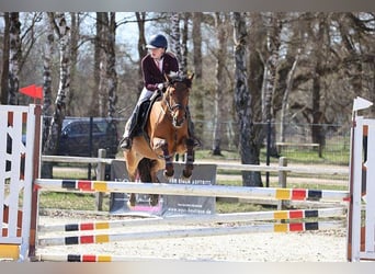 Belgisches Reitpony, Stute, 7 Jahre, 149 cm, Brauner