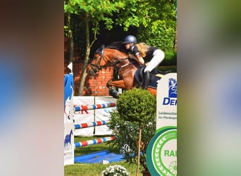 Belgisches Reitpony, Stute, 7 Jahre, 149 cm, Brauner