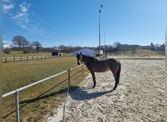 Belgisches Reitpony, Stute, 8 Jahre, 144 cm, Brauner