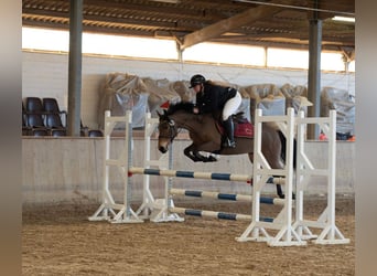 Belgisches Reitpony, Stute, 8 Jahre, 144 cm, Brauner