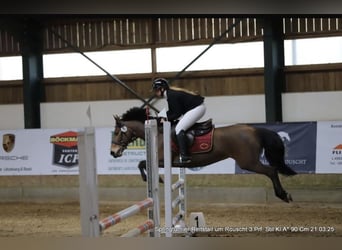 Belgisches Reitpony, Stute, 8 Jahre, 144 cm, Brauner