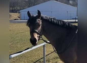 Belgisches Reitpony, Stute, 8 Jahre, 144 cm, Brauner
