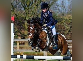 Belgisches Reitpony, Stute, 8 Jahre, 144 cm, Schecke