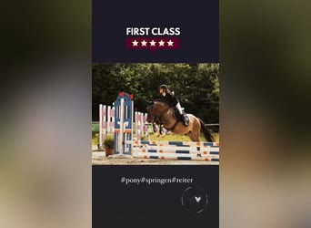 Belgisches Reitpony, Stute, 8 Jahre, 145 cm, Brauner