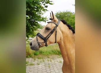 Belgisches Reitpony, Stute, 8 Jahre, 147 cm, Buckskin