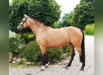 Belgisches Reitpony, Stute, 8 Jahre, 147 cm, Buckskin