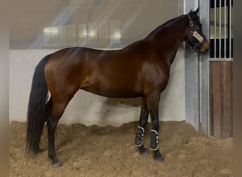 Belgisches Reitpony, Stute, 8 Jahre, 148 cm, Brauner