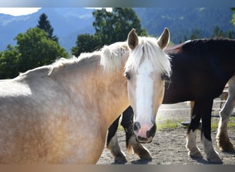 Belgisches Reitpony, Stute, 9 Jahre, 134 cm, Palomino
