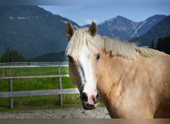 Belgisches Reitpony, Stute, 9 Jahre, 134 cm, Palomino