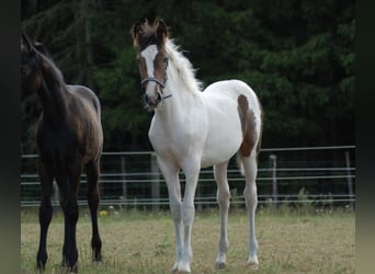 Belgisches Reitpony, Stute, Fohlen (05/2025), 148 cm, Schecke