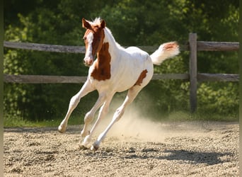 Belgisches Reitpony, Stute, Fohlen (04/2026), 148 cm, Tobiano-alle-Farben