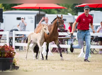 Belgisches Reitpony, Stute, Fohlen (06/2025), Falbe