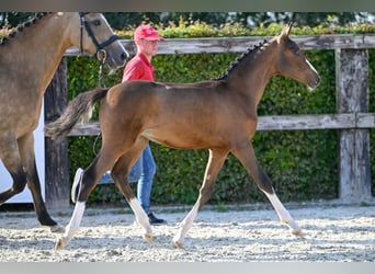Belgisches Reitpony, Stute, Fohlen (05/2023), Rotbrauner