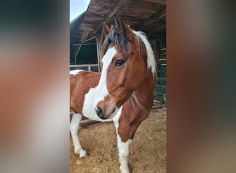 Belgisches Reitpony, Wallach, 10 Jahre, 141 cm, Schecke