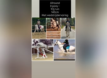 Belgisches Reitpony, Wallach, 10 Jahre, 142 cm, Schimmel