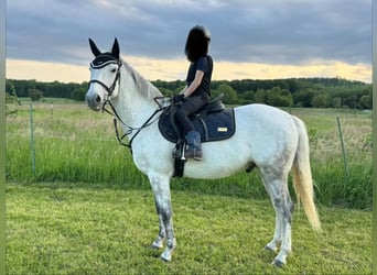 Belgisches Reitpony, Wallach, 10 Jahre, 148 cm, Schimmel