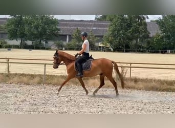 Belgisches Reitpony, Wallach, 11 Jahre, 140 cm, Fuchs