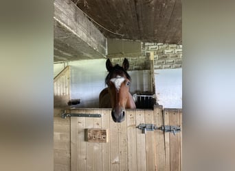 Belgisches Reitpony, Wallach, 11 Jahre, 145 cm, Brauner