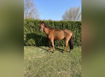 Belgisches Reitpony, Wallach, 11 Jahre, 148 cm, Fuchs