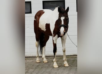 Belgisches Reitpony, Wallach, 11 Jahre, 150 cm, Schecke