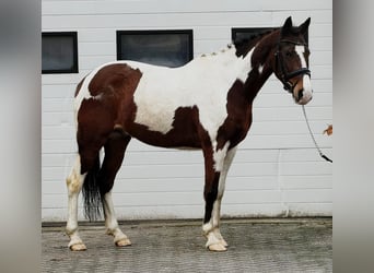 Belgisches Reitpony, Wallach, 11 Jahre, 150 cm, Schecke