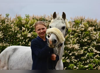 Belgisches Reitpony, Wallach, 12 Jahre, 127 cm, Schimmel